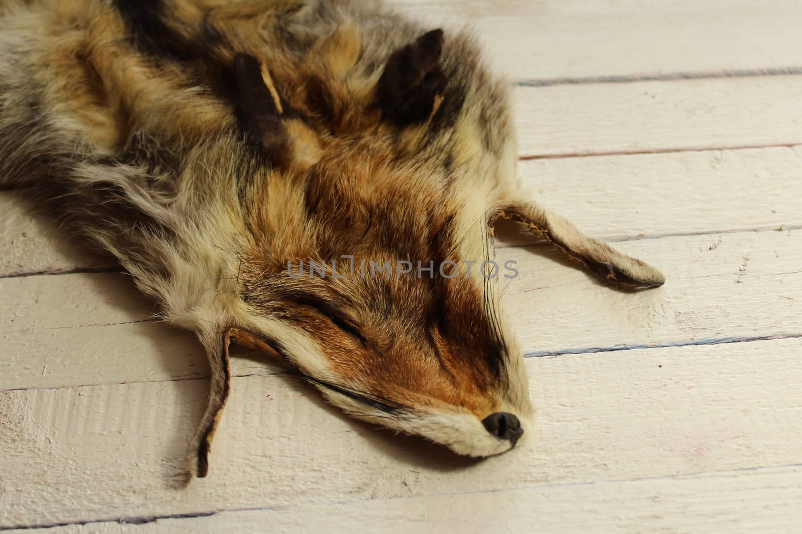 The picture shows a piece of a fox fur