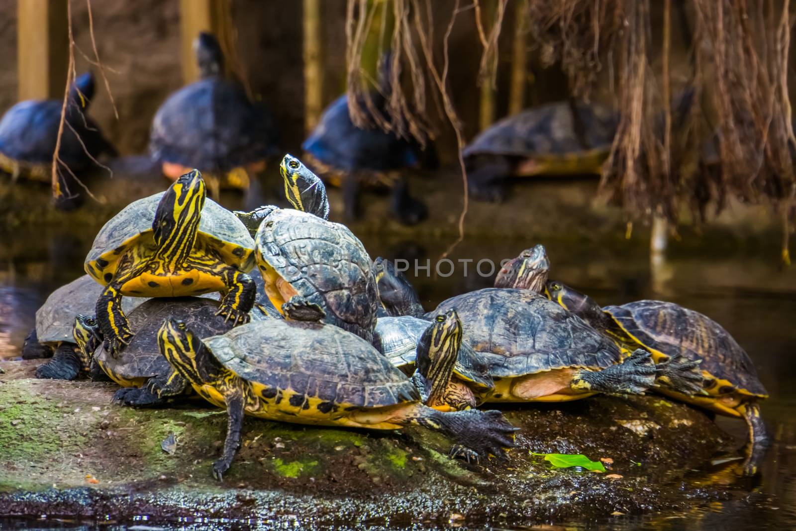 nest of yellow bellied cumberland slider turtles together on a rock in the water, tropical reptile specie from America by charlottebleijenberg