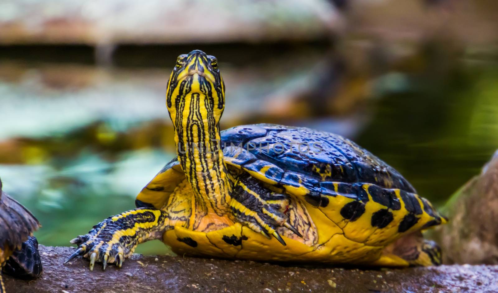 funny cumberland slider turtle with its face in closeup, tropical reptile specie from America