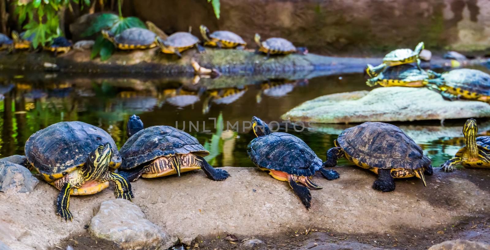 swamp turtles in a line sitting on a rock together, nest of cumberland slider turtles, tropical reptile specie from America by charlottebleijenberg