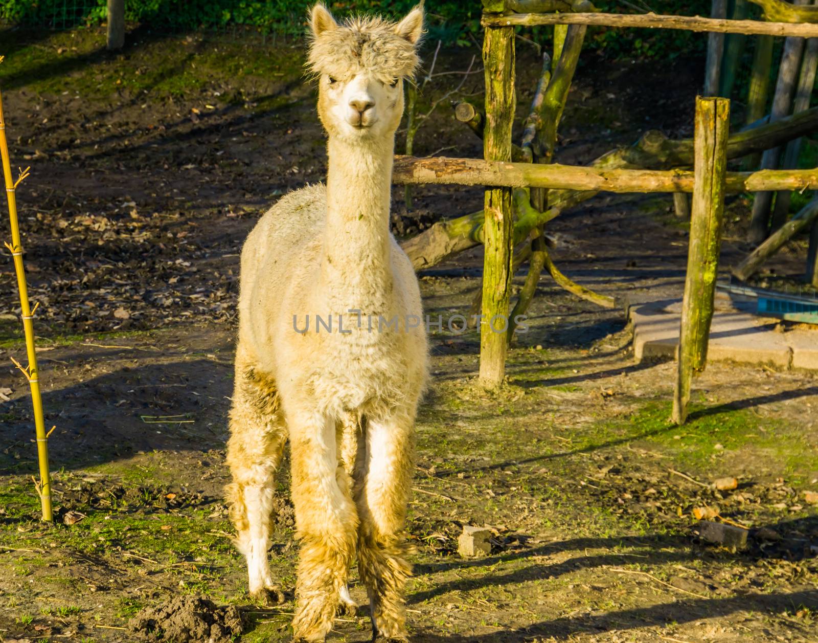 beautiful portrait of a white alpaca, llama specie from South America