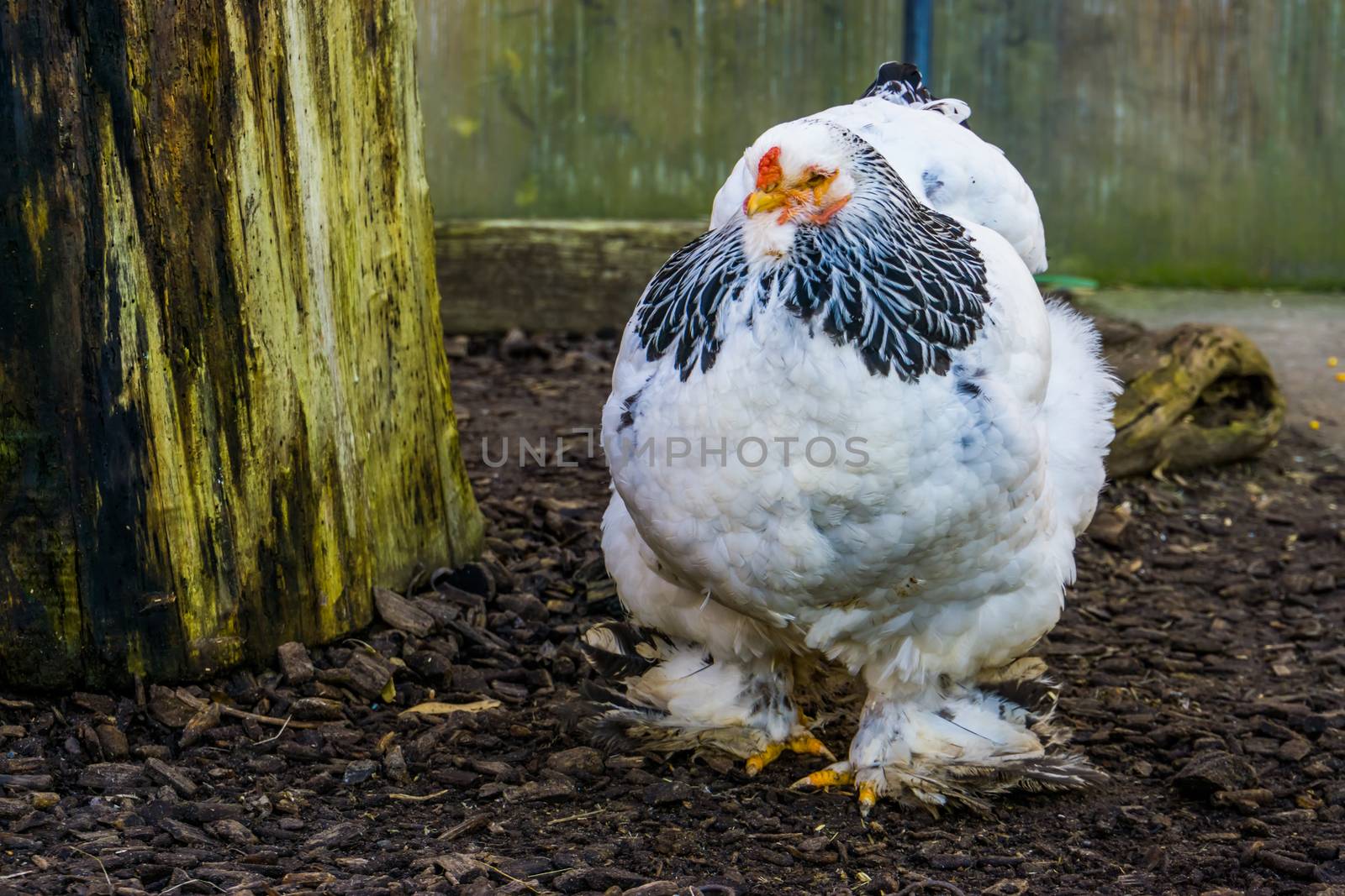 closeup portrait of a white brahma chicken, popular american breed, Farm animals