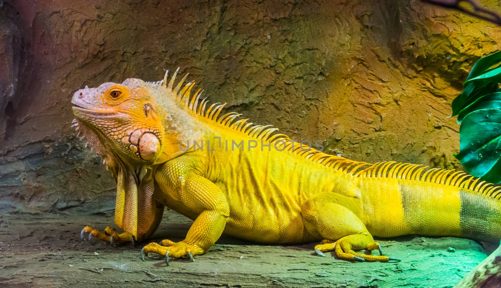 portrait of a green american iguana in closeup, popular exotic pet, tropical lizard specie from America by charlottebleijenberg