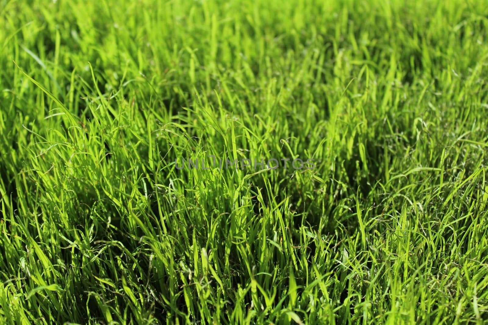 green grass in the nature by martina_unbehauen