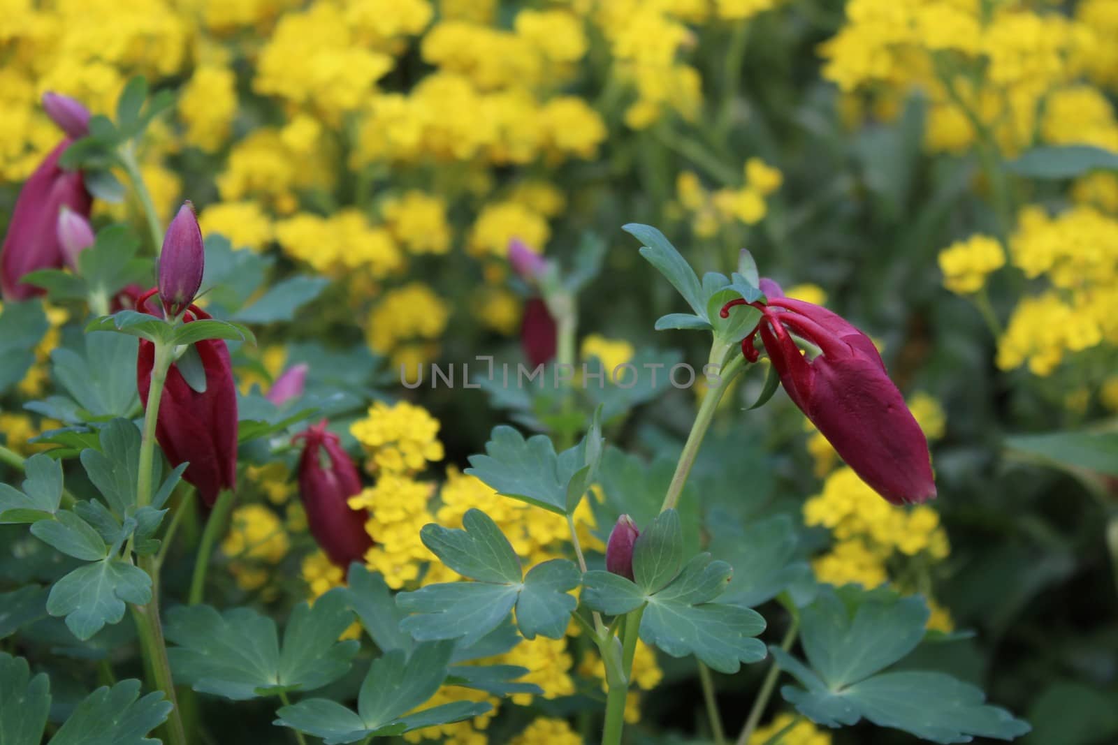 columbine and alyssum in the garden by martina_unbehauen