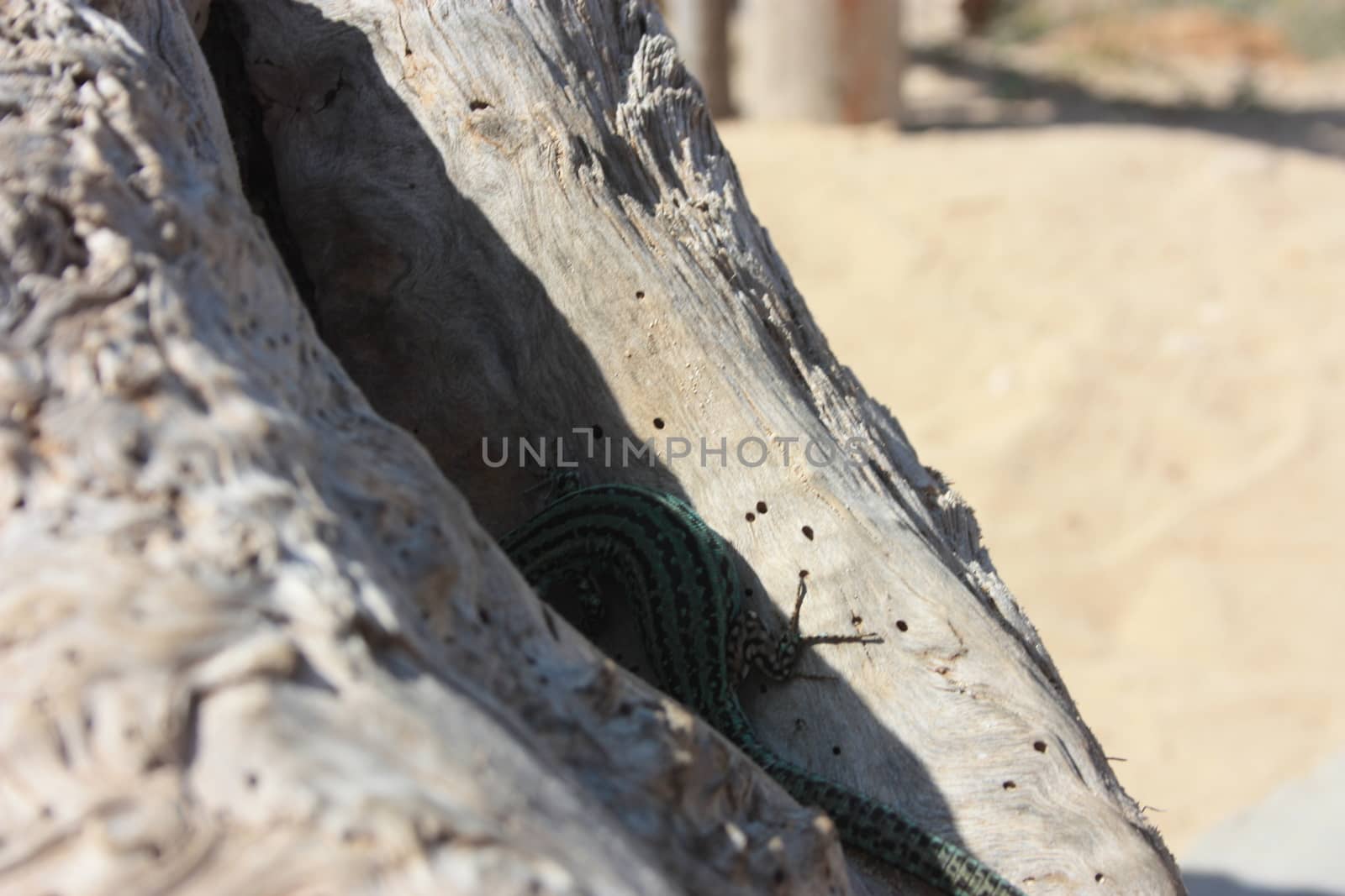 a lone green lizard on a dry trunk of a tree in the middle of the arid desert in spain