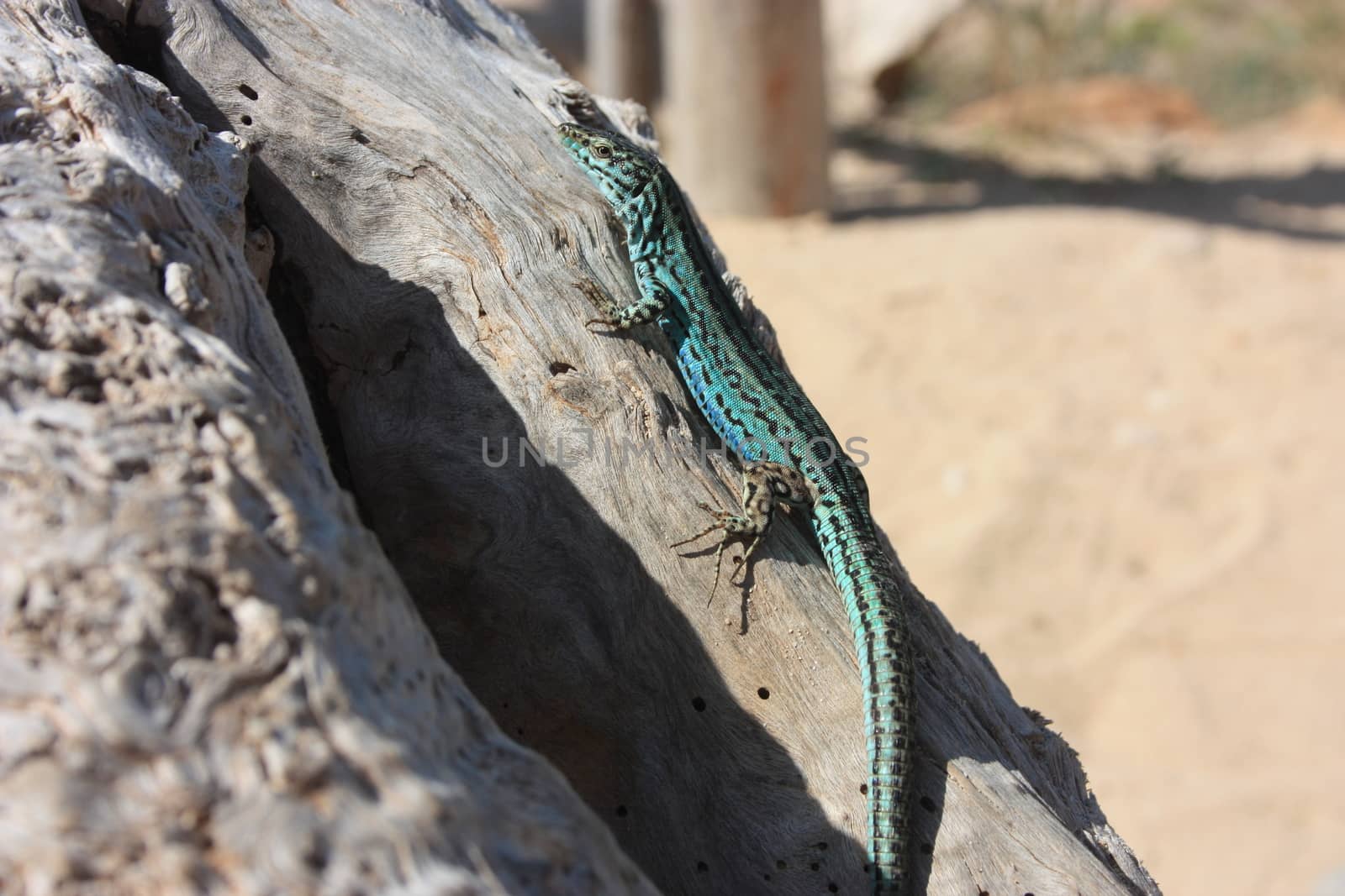 a lone green lizard on a dry trunk of a tree in the middle of the arid desert in spain