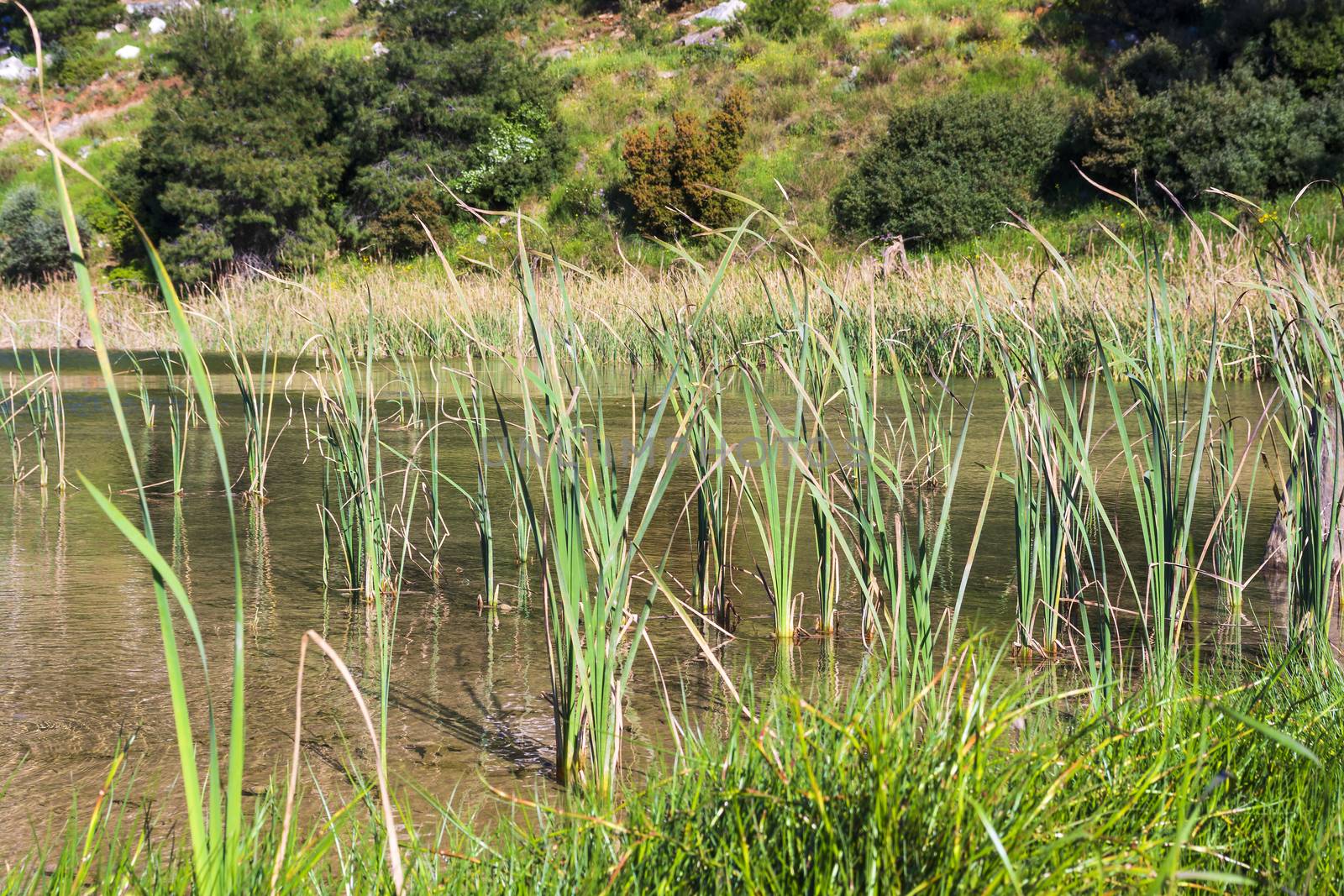 Lake at the dam of Rapentosa in Attica, Greece by ankarb