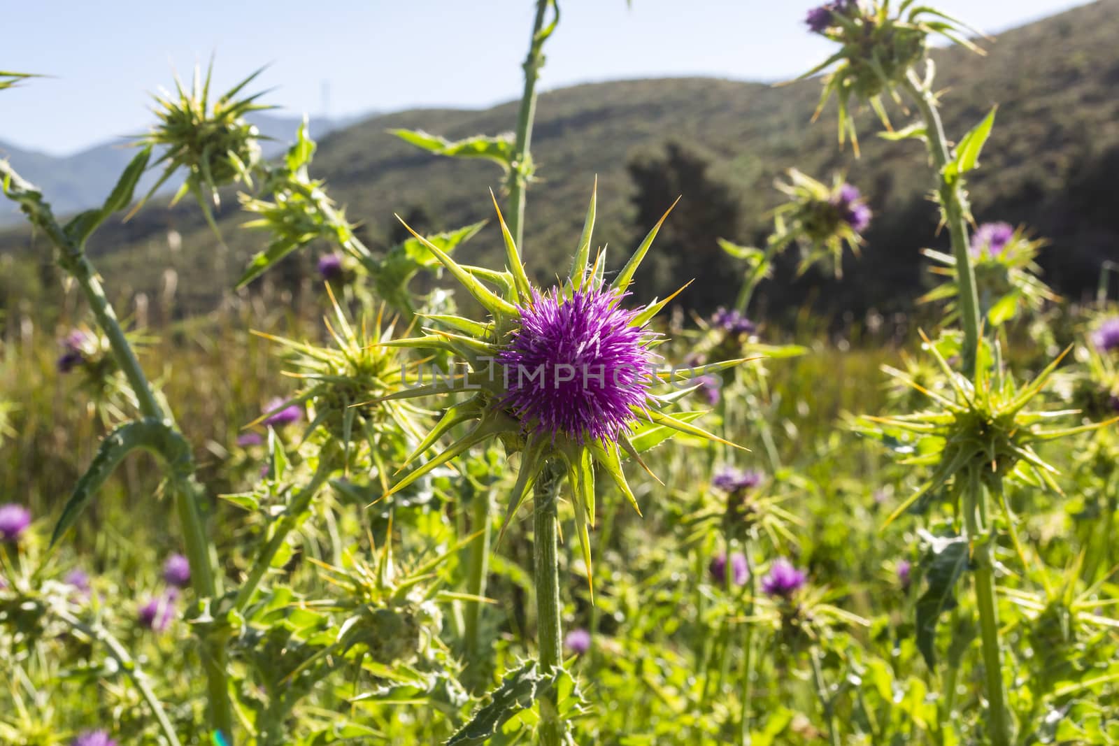 A close up view of a marianum thistle by ankarb