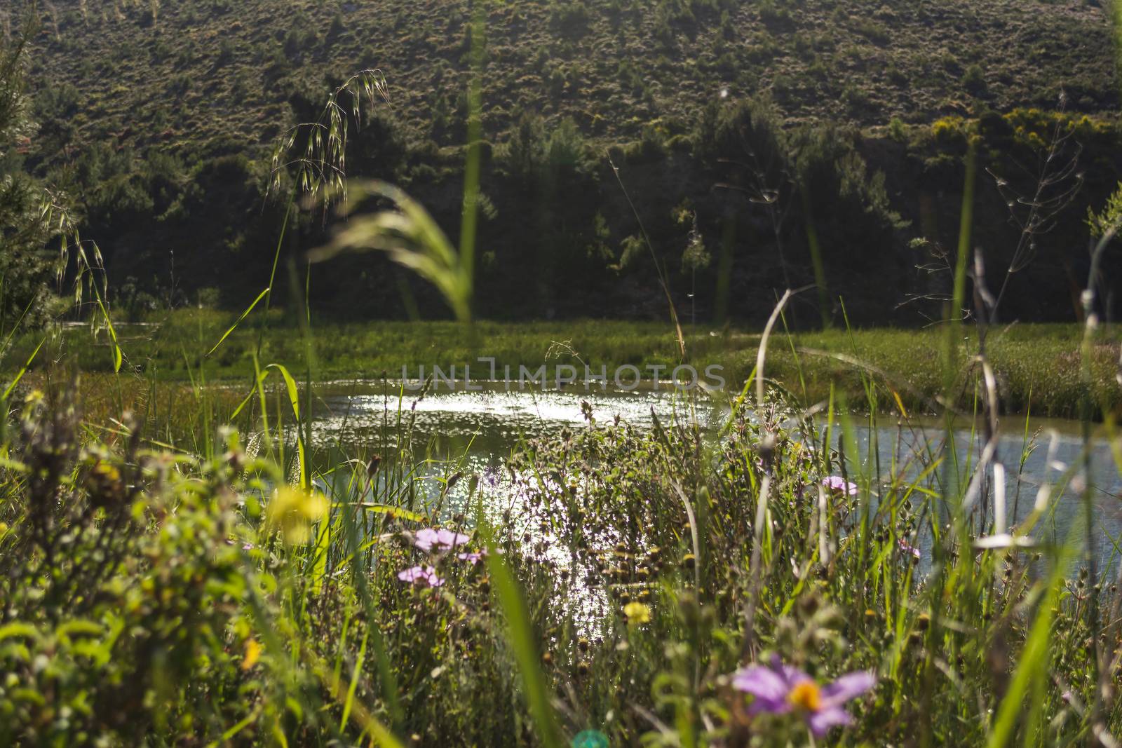 Lake at the dam of Rapentosa in Attica, Greece by ankarb