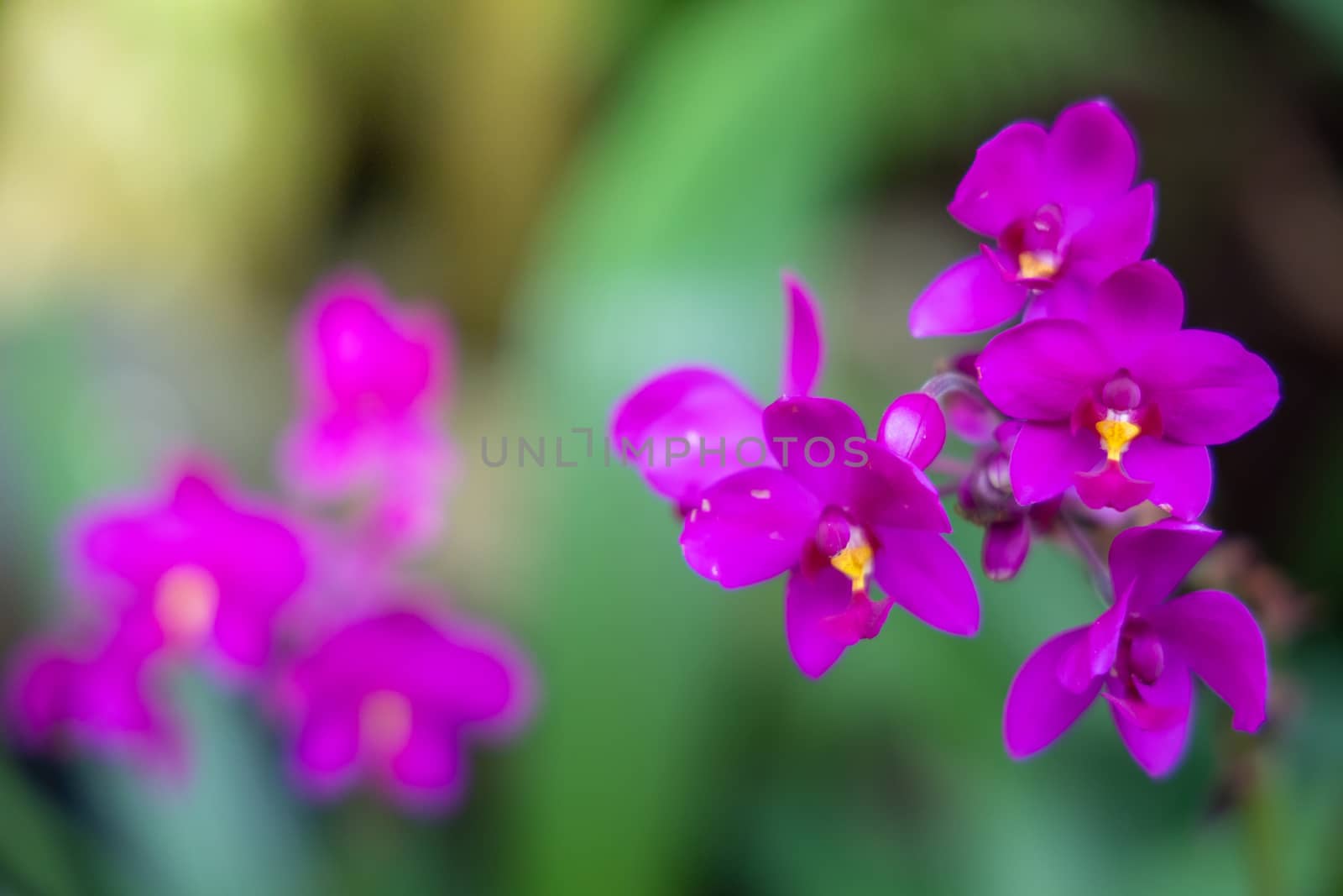 Beautiful blooming orchids in forest, On the bright sunshine