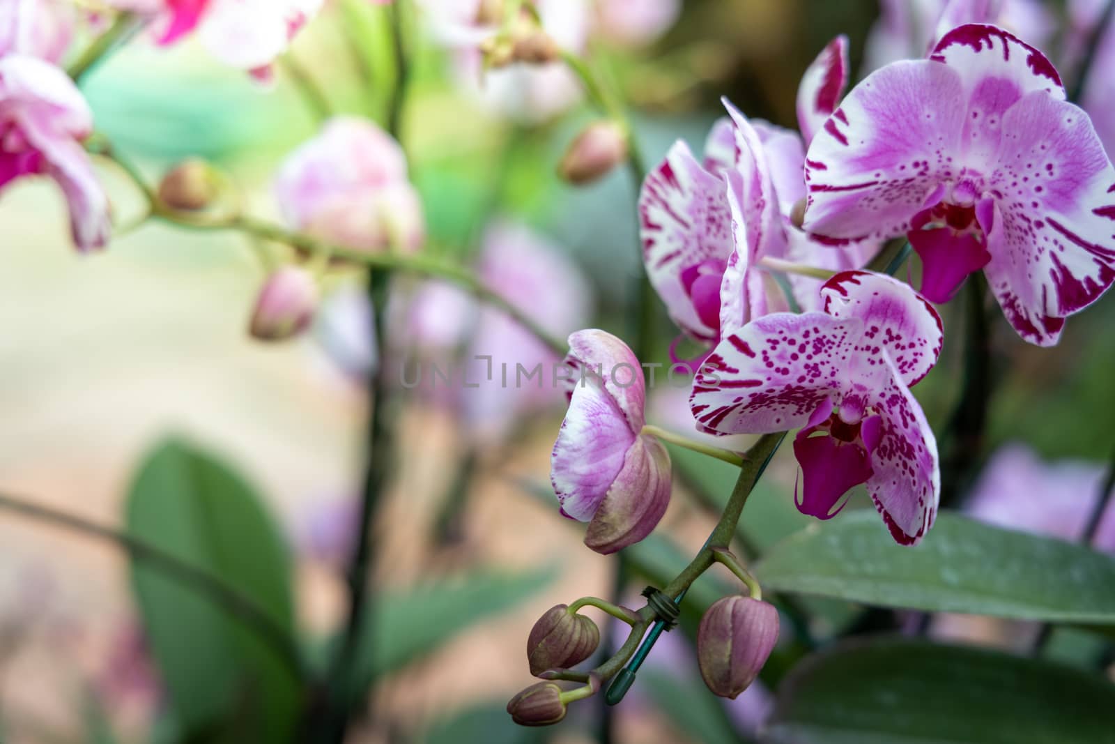 Beautiful blooming orchids in forest, On the bright sunshine