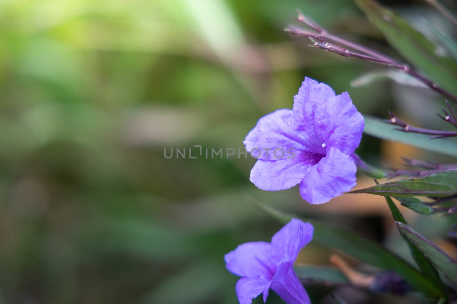 The background image of the colorful flowers, background nature