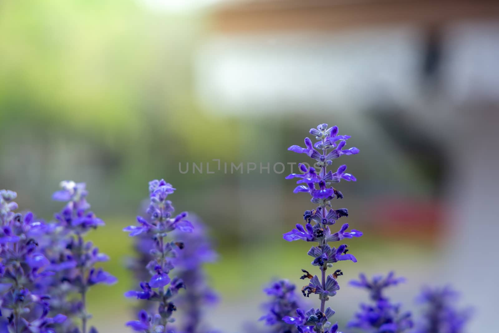 The background image of the colorful flowers, background nature