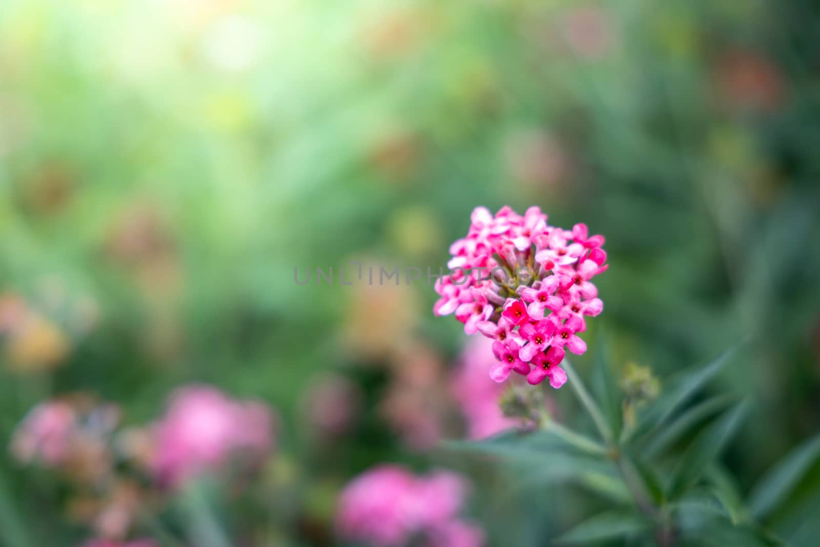 The background image of the colorful flowers by teerawit