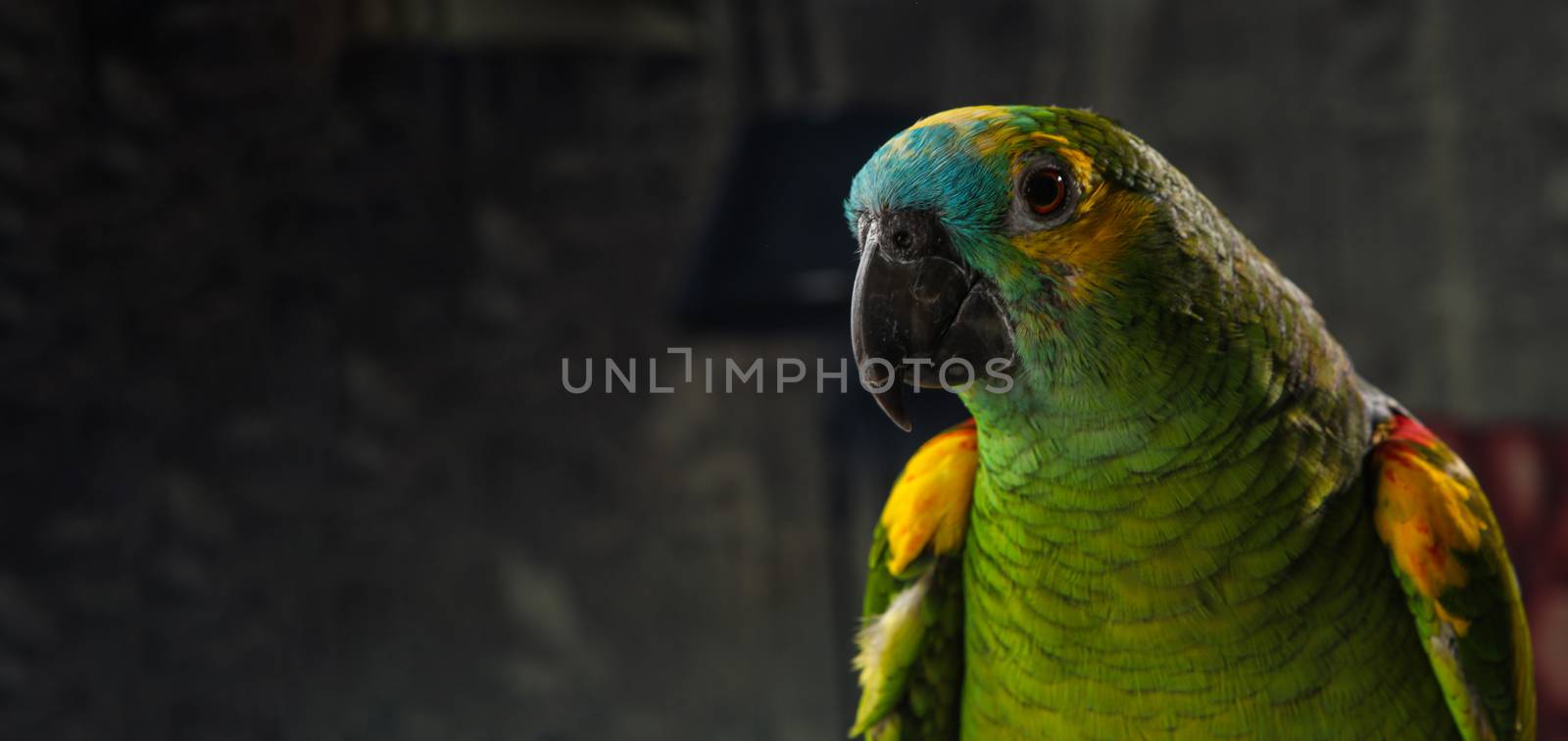 parrot playing and posing in photo studio
