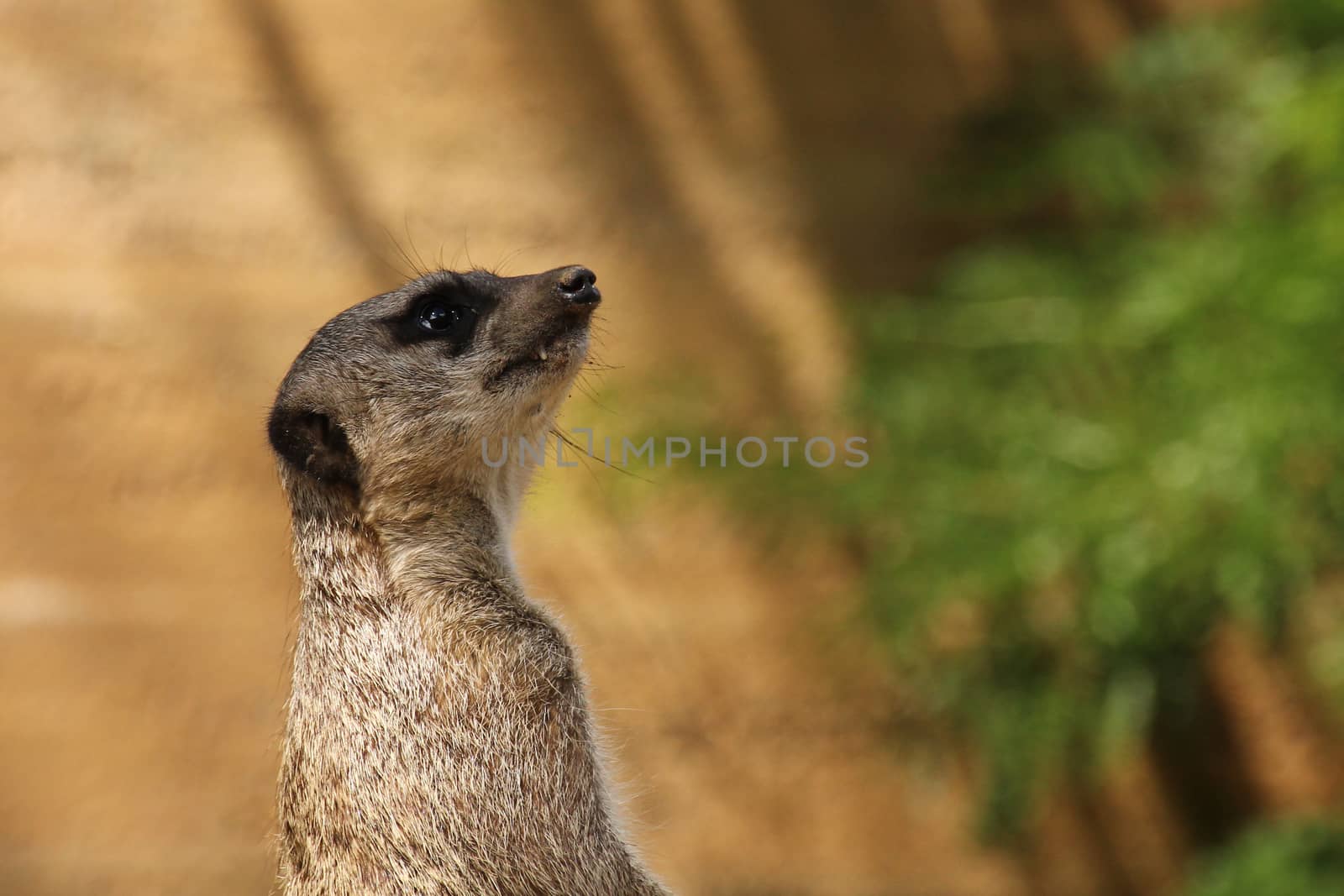 meerkat standing in front of brown wall