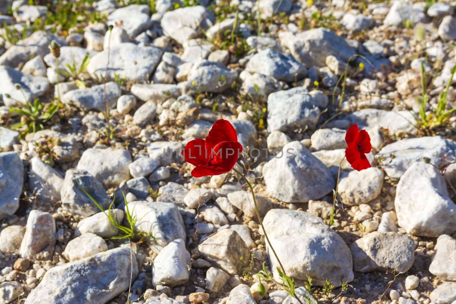 Closeup of single red poppy on rocky background by ankarb