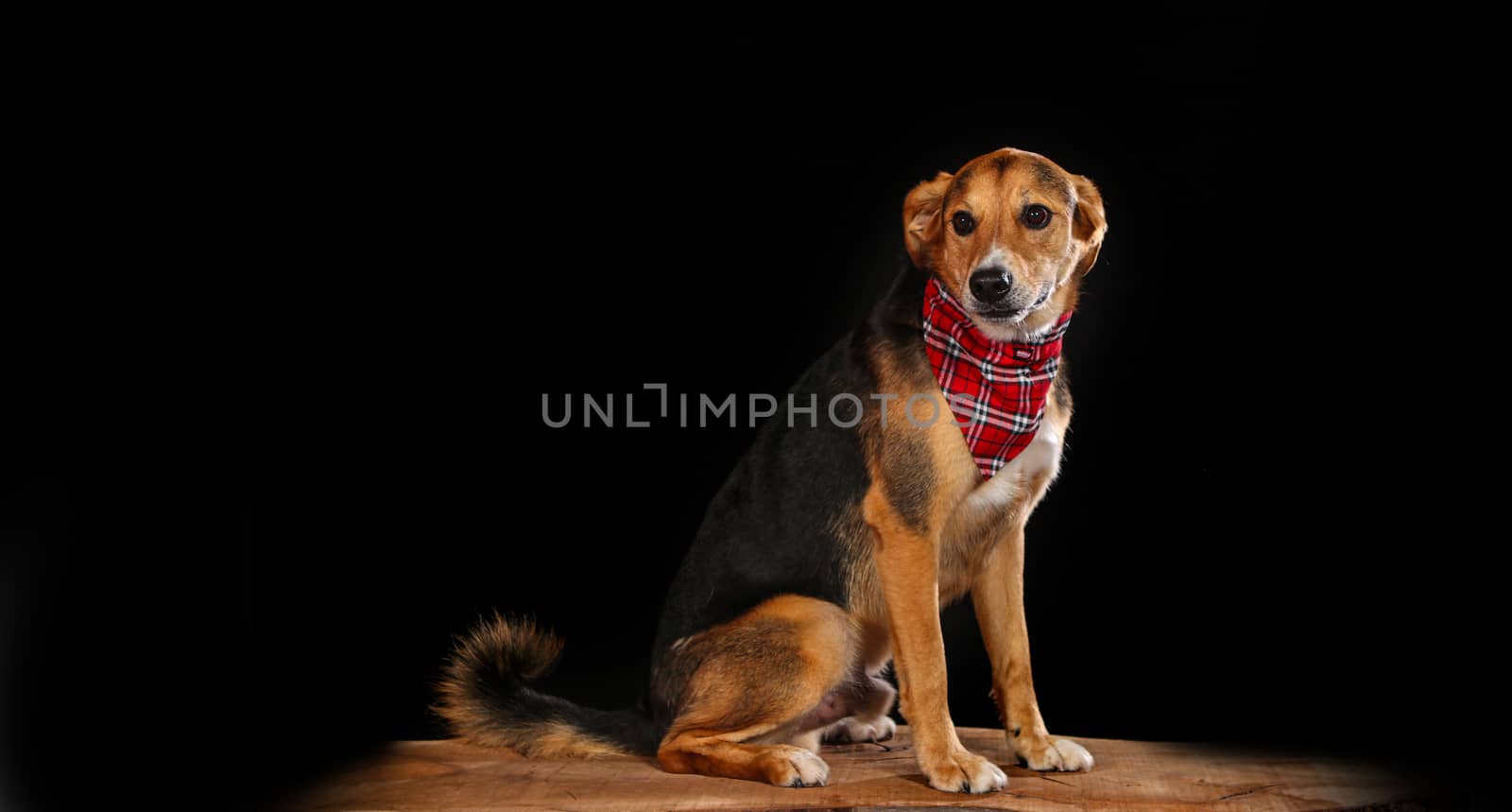 dog posing in studio on black background with Copy Space by PeterHofstetter