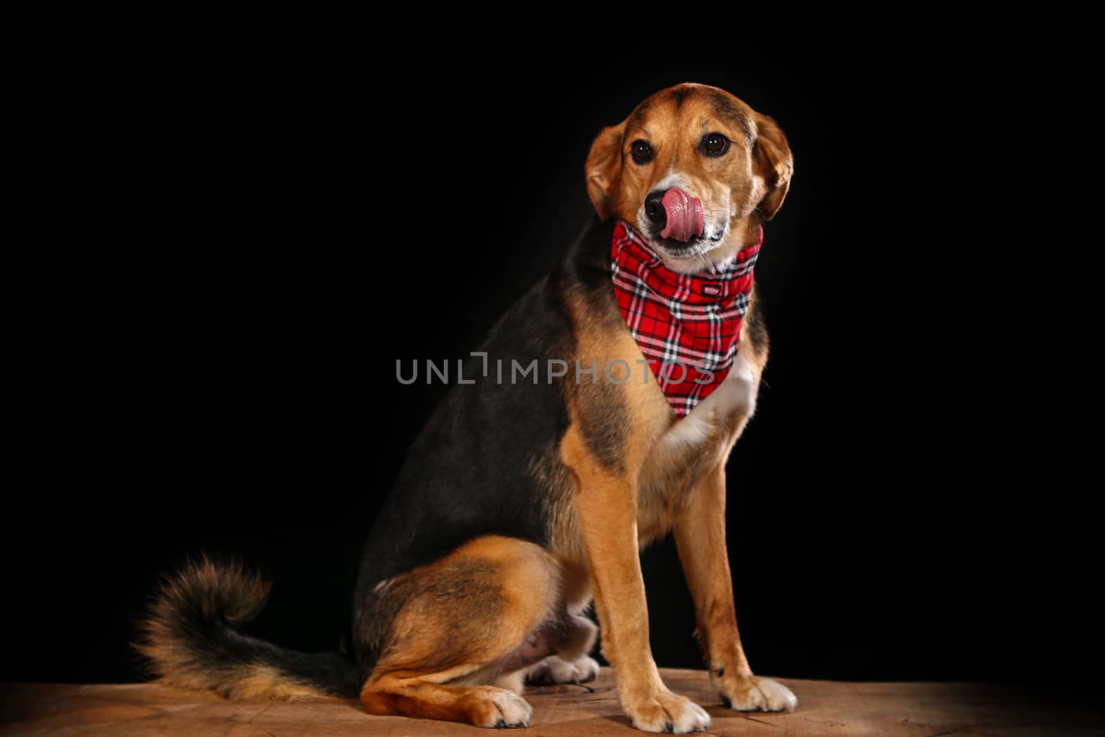 dog posing in studio on black background with Copy Space by PeterHofstetter