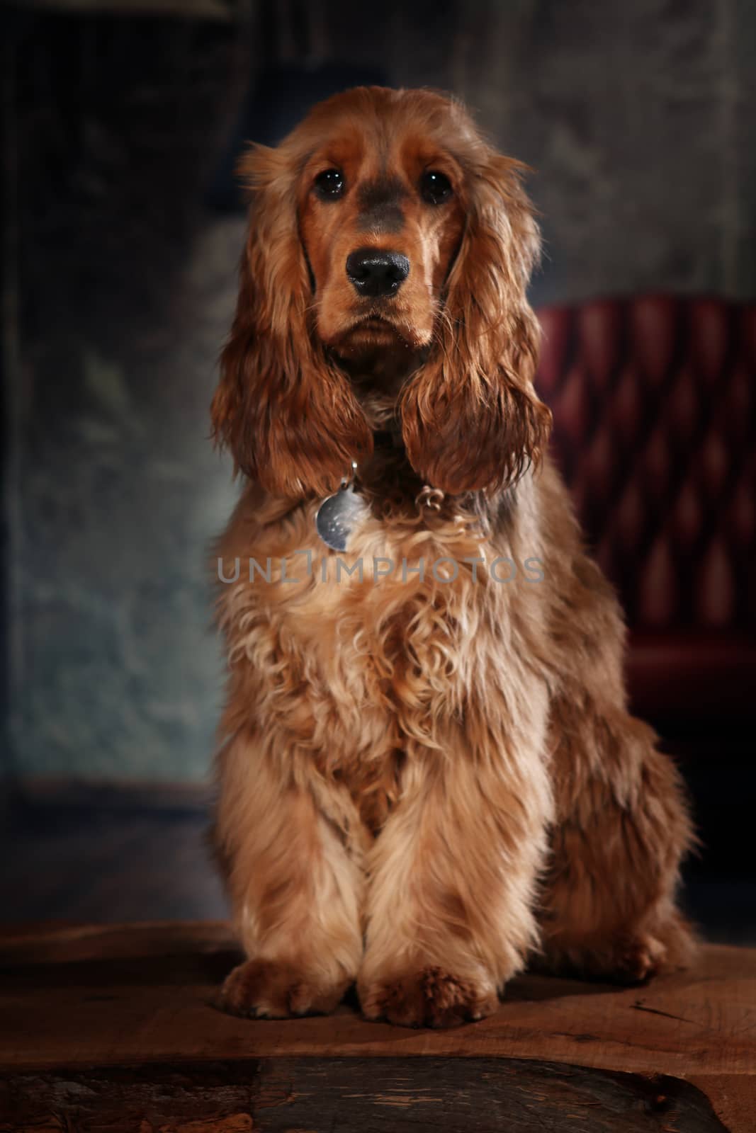 Cocker Spaniel dog portrait shooting in photo studio by PeterHofstetter