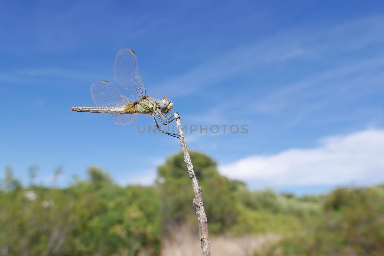 flight of dragonfly posed on a branch in Provence, France