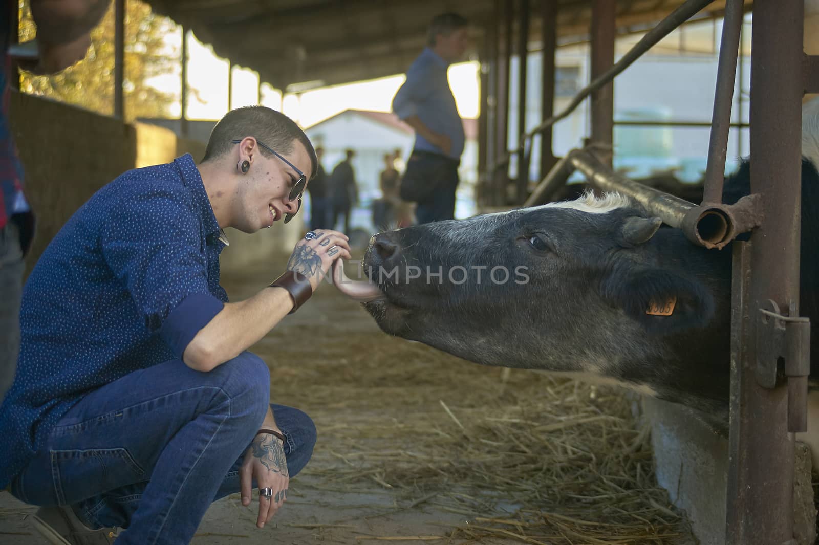 Boy tenderly approaches a breeding cow by pippocarlot