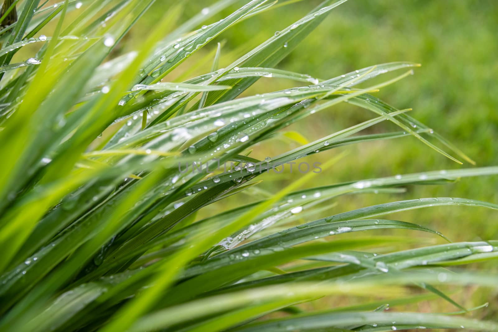 Water droplets balance precariously on reeds.