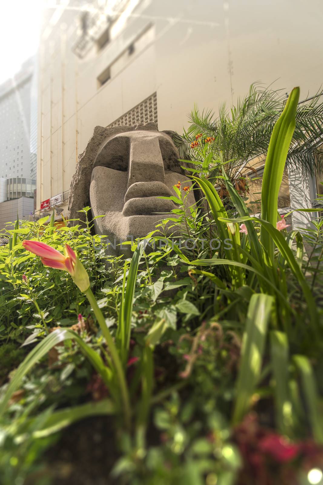 Statue of a Moai head surrounded by tropical flowers at the west exit of Shibuya Station in Tokyo, Japan. This statue was donated in 1980 by the prefecture of Nijima island of Izu archipelago to commemorate the 100 years of the transfer of the island in Tokyo Prefecture.