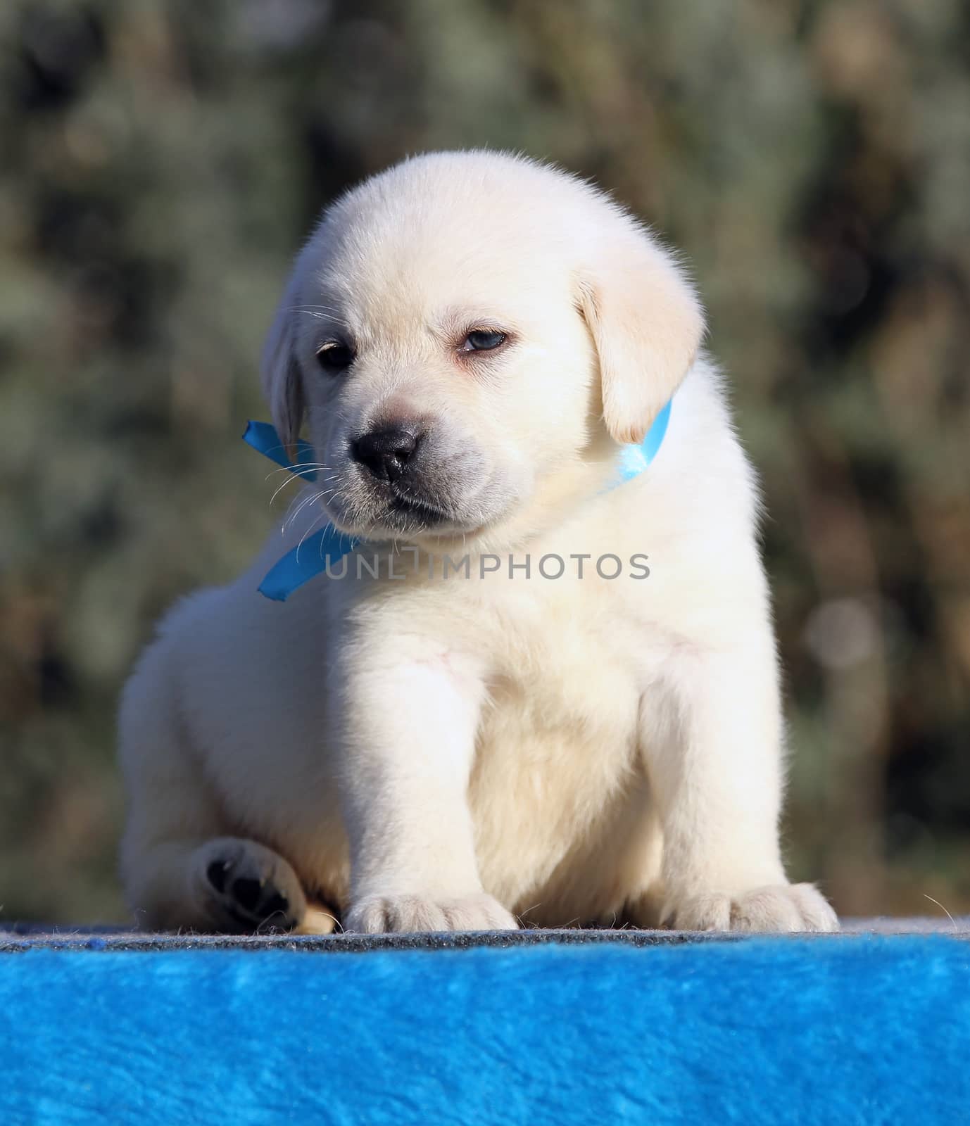 a little labrador puppy on a blue background