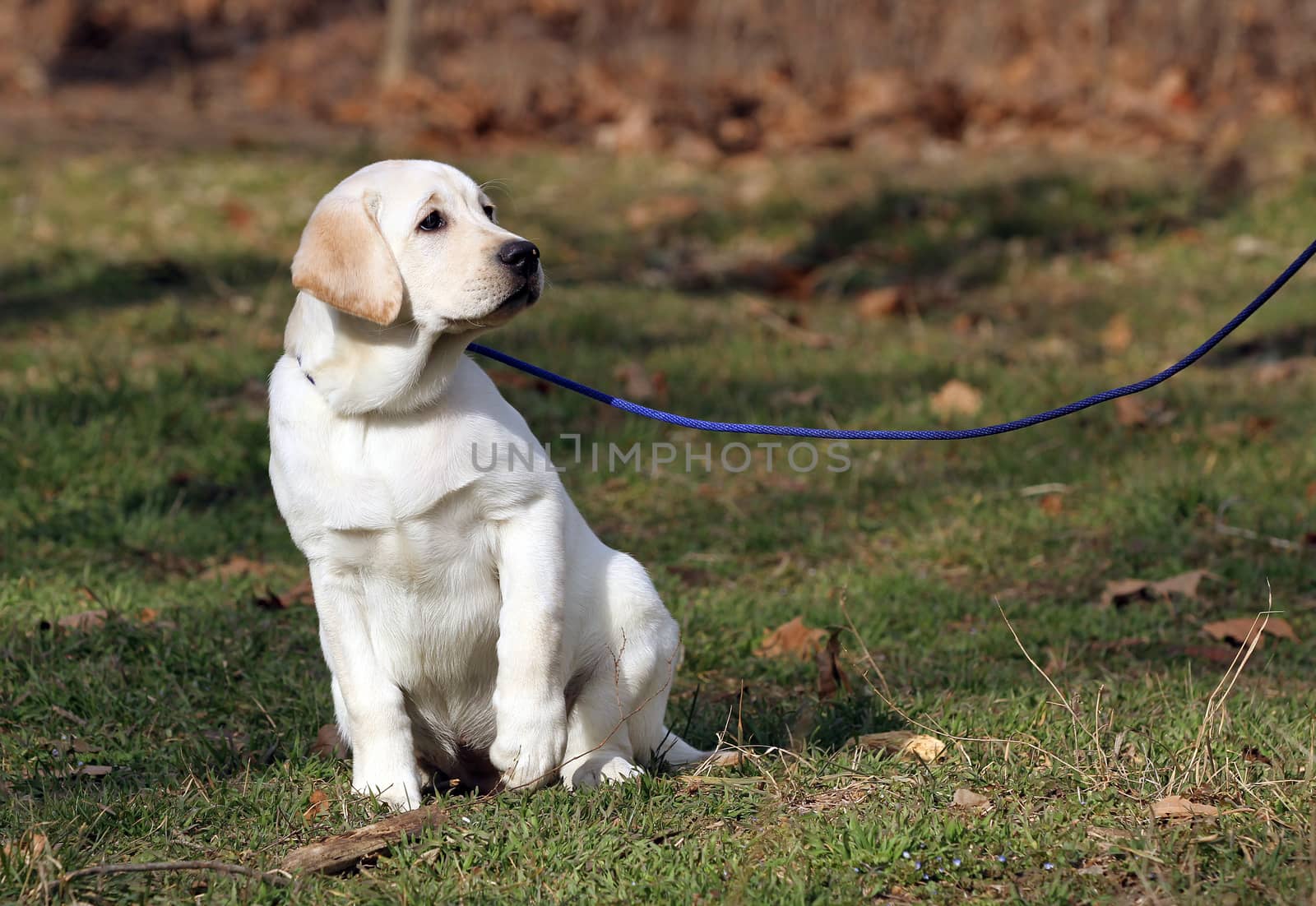 a yellow labrador sitting in the park