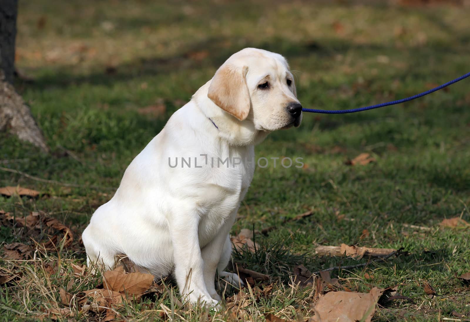a sweet yellow labrador sitting in the park
