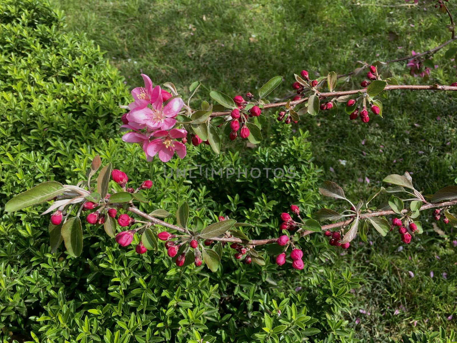 Flowering branch of pink blossoming apple tree on garden background closeup. Flower blossoming at spring time, floral background. 