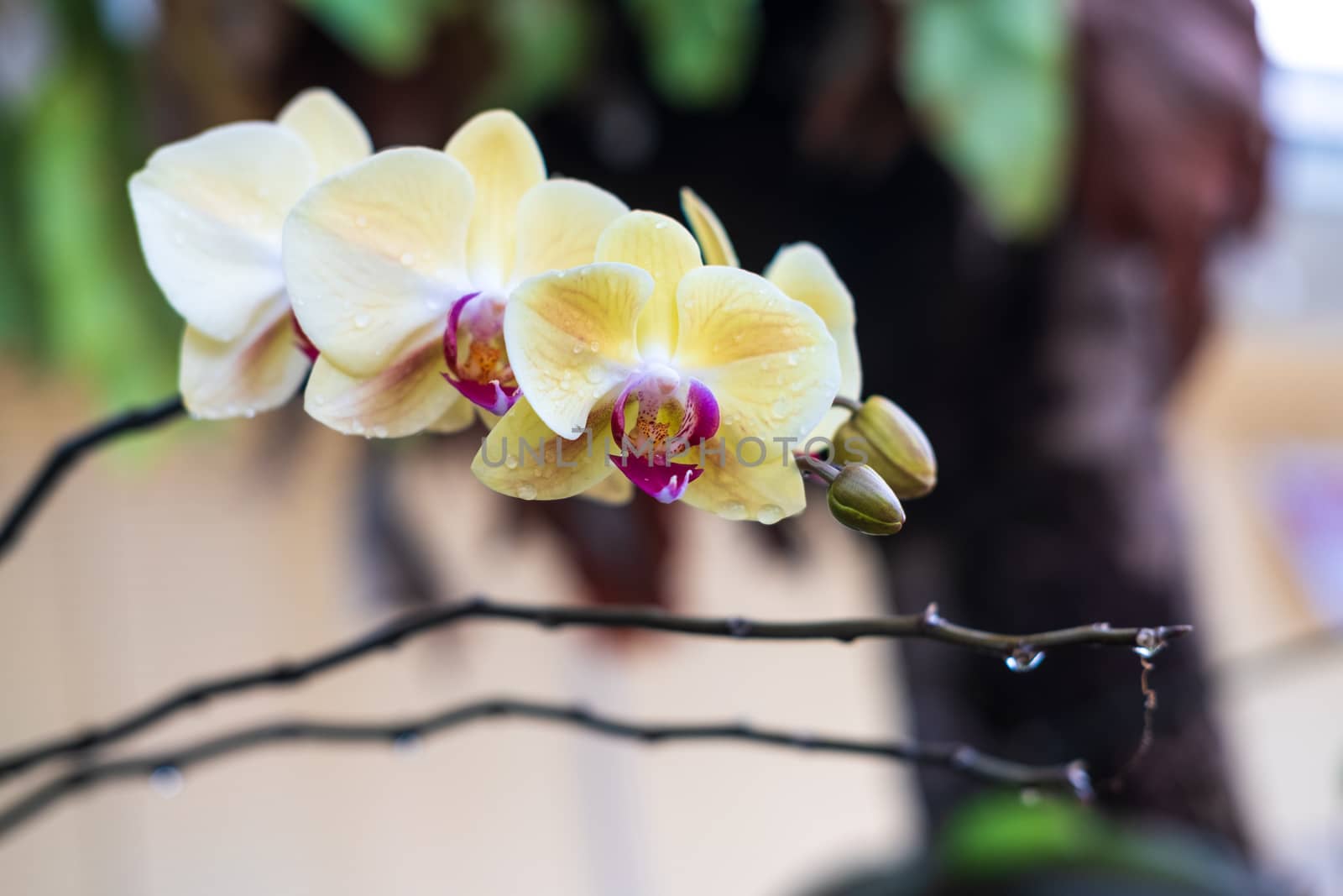 Yellow Phalaenopsis orchid. Beautiful orchid flowers closeup natural backgound. Selective focus closeup. 