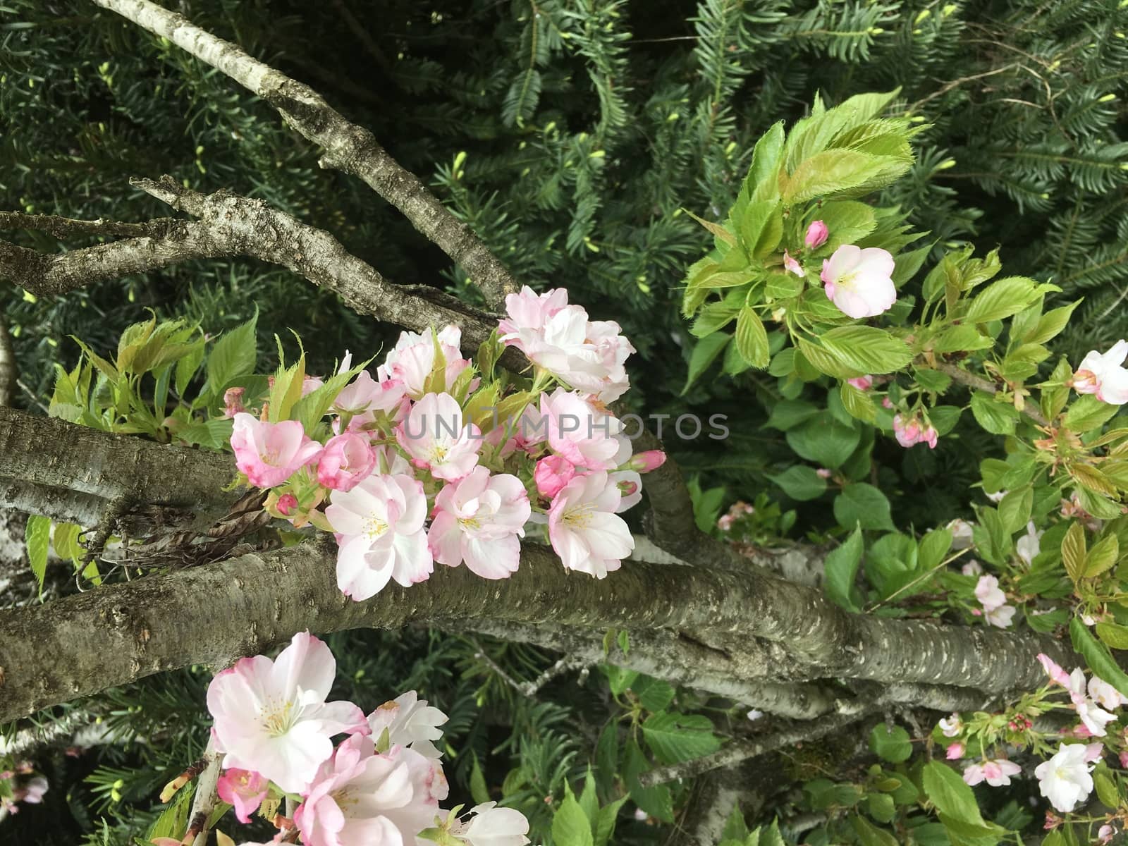 Close up of a branch with  gently pink flowers blossoms and green leaves in a garden, beautiful Japanese cherry blossoms floral background, Sakura tree in bloom.