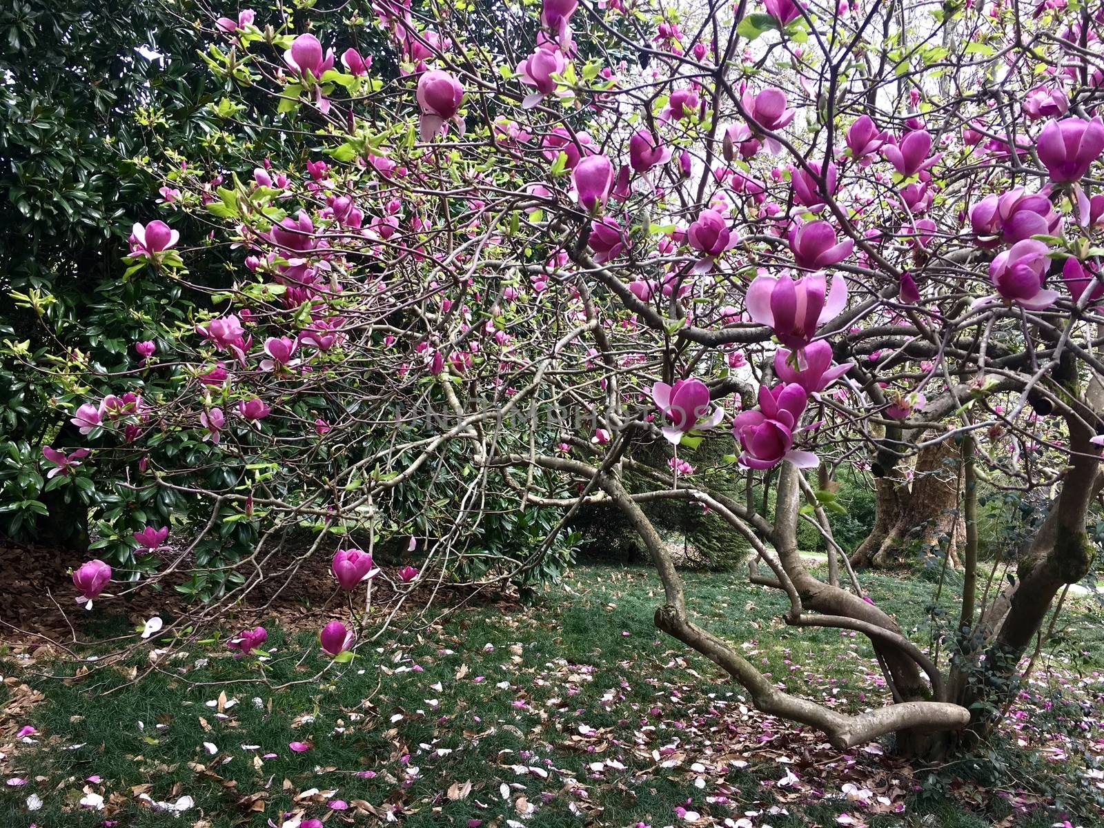 Close up of Bloomy magnolia tree with big pink flowers. Springtime at the park.