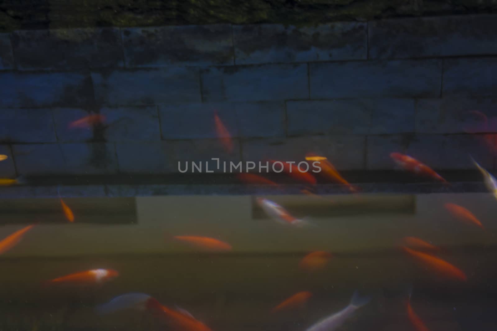 dark tub or pond full of red and white fish deliberately out of focus, reflecting a building or building above in tuscany