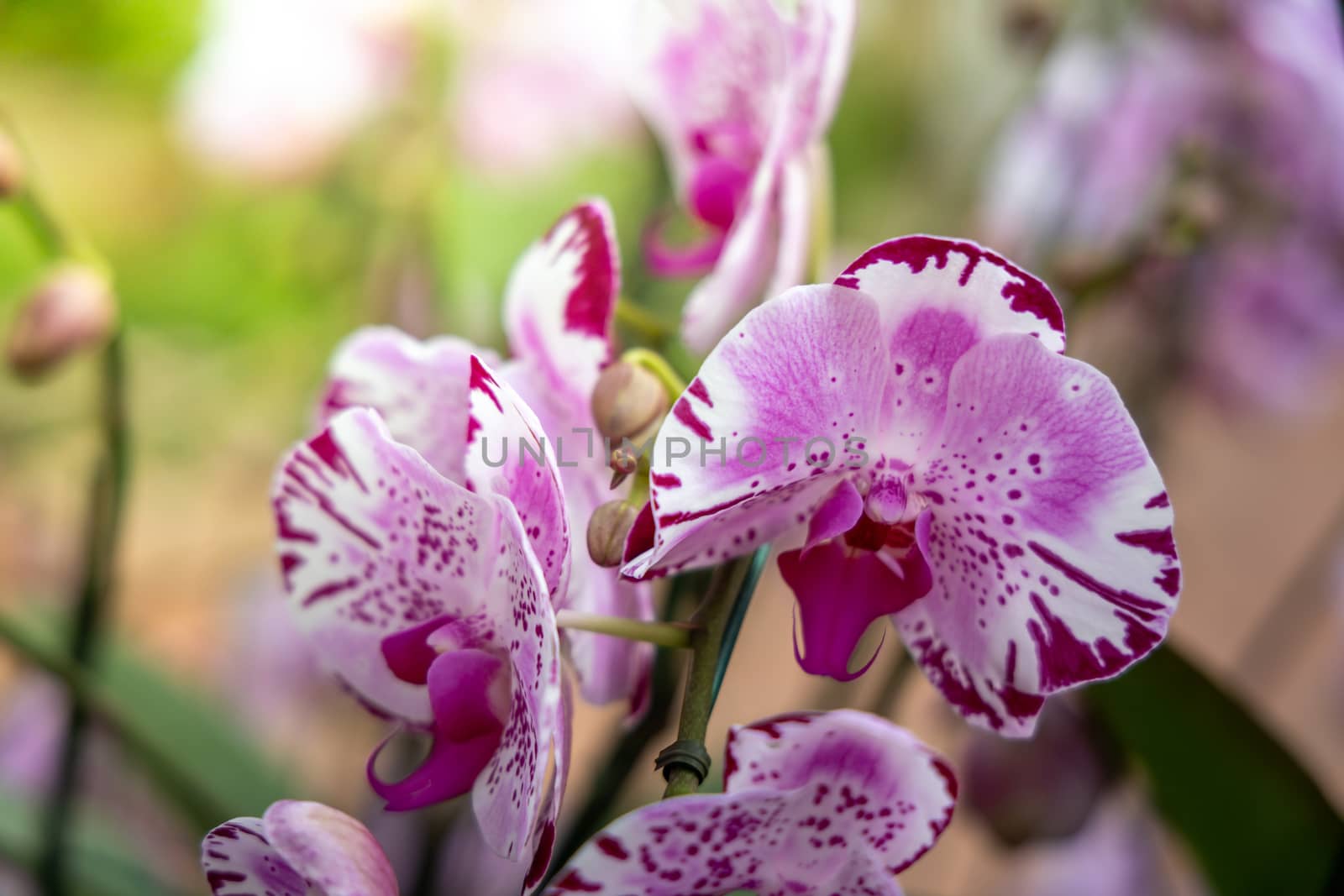 Beautiful blooming orchids in forest, On the bright sunshine