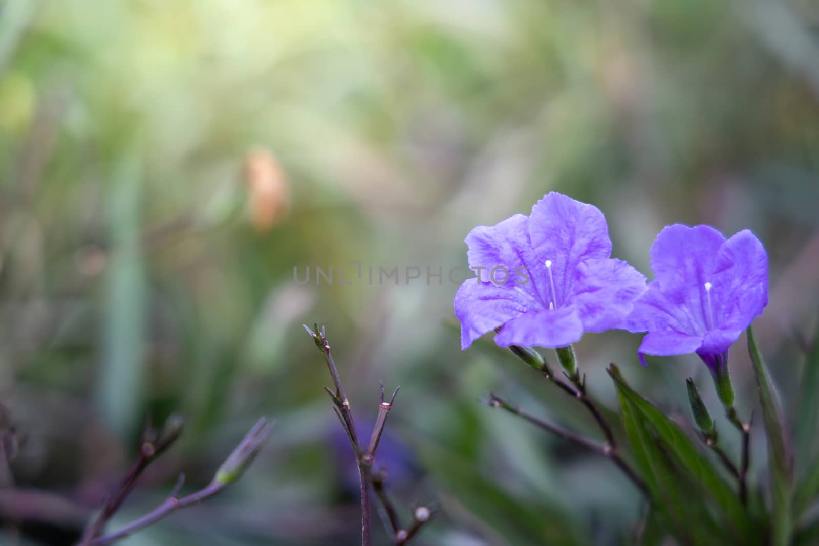 The background image of the colorful flowers, background nature