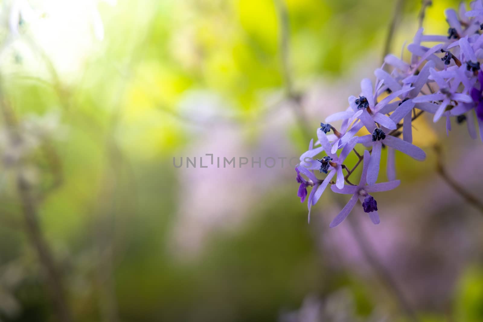 The background image of the colorful flowers, background nature