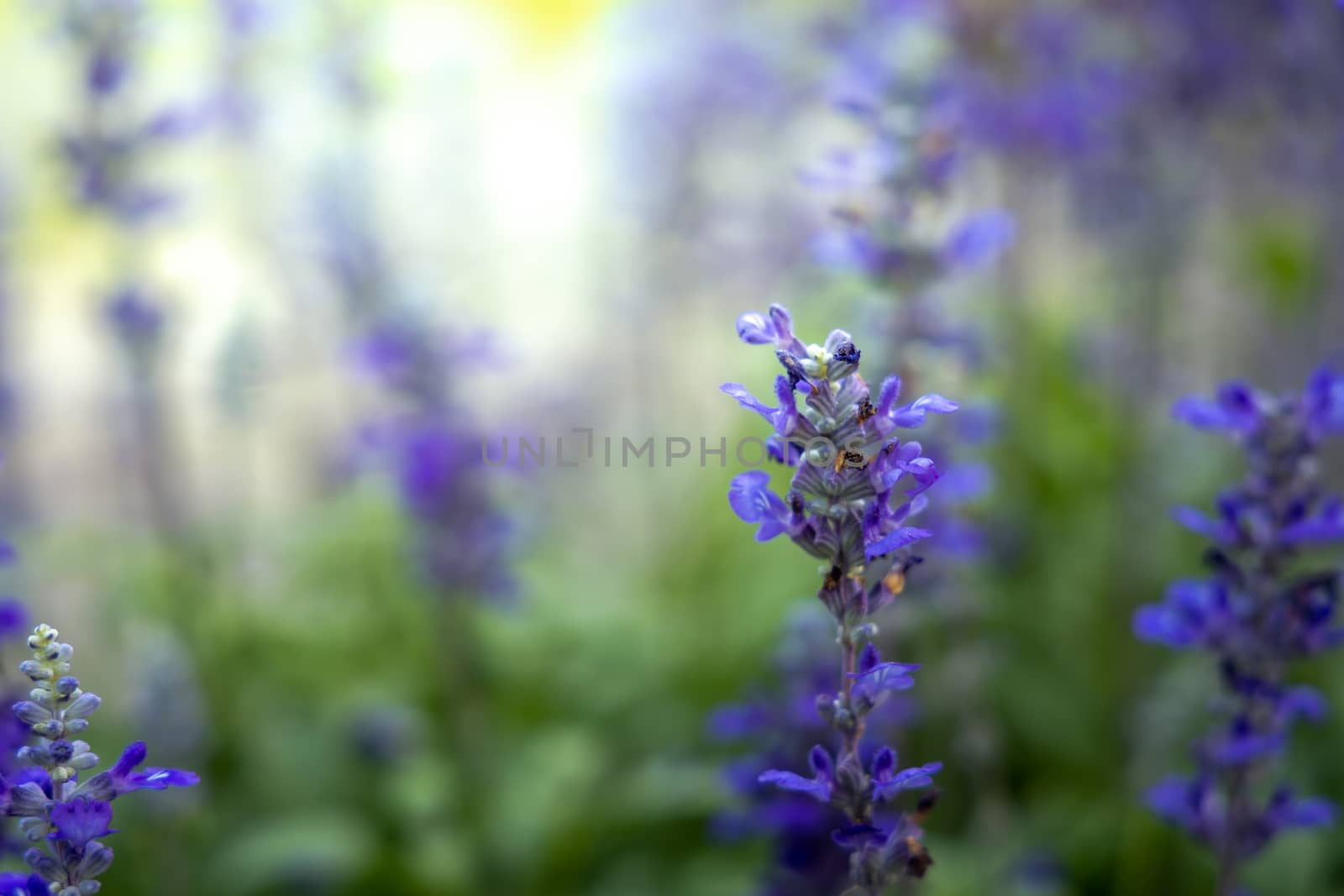 The background image of the colorful flowers, background nature