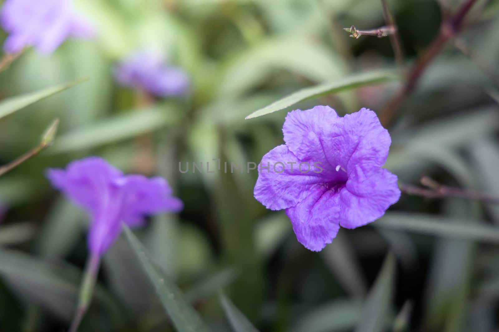 The background image of the colorful flowers, background nature