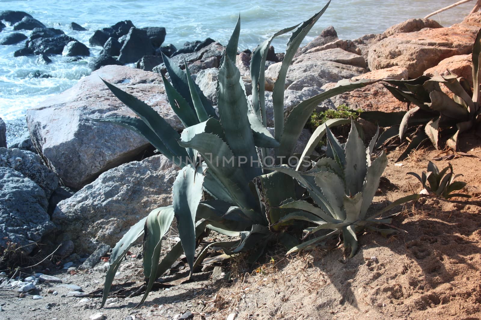 a large succulent plant growing in the arid land in front of the sea in tuscany