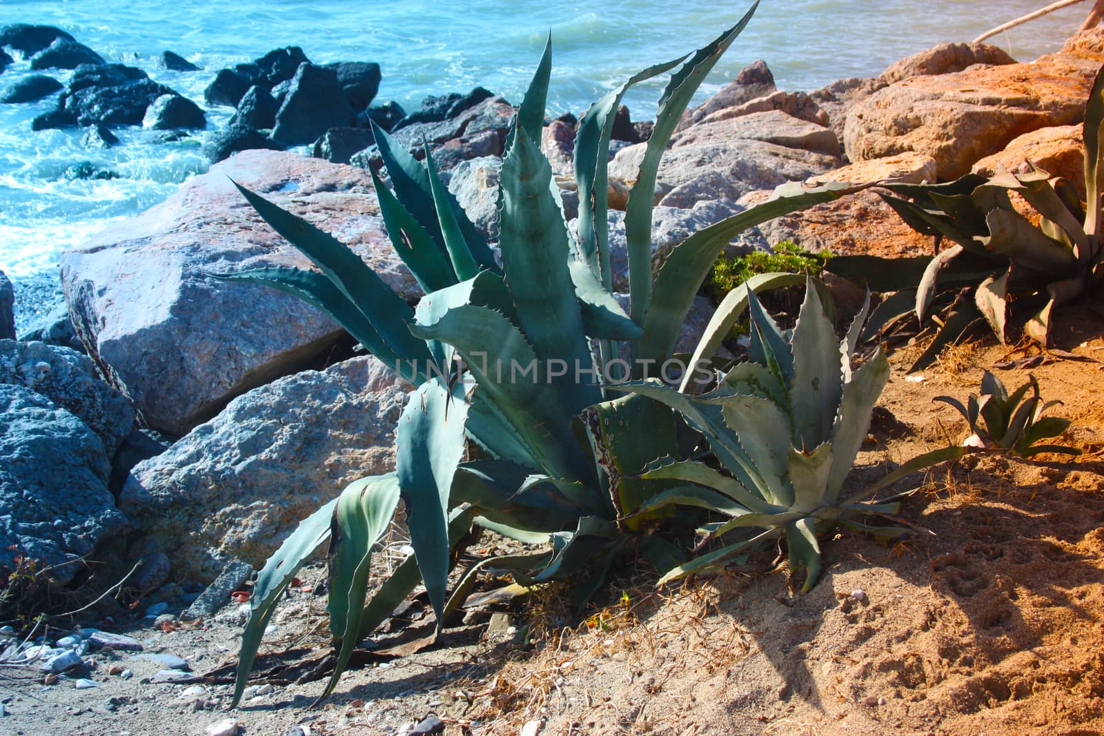 a large succulent plant growing in the arid land in front of the sea in tuscany