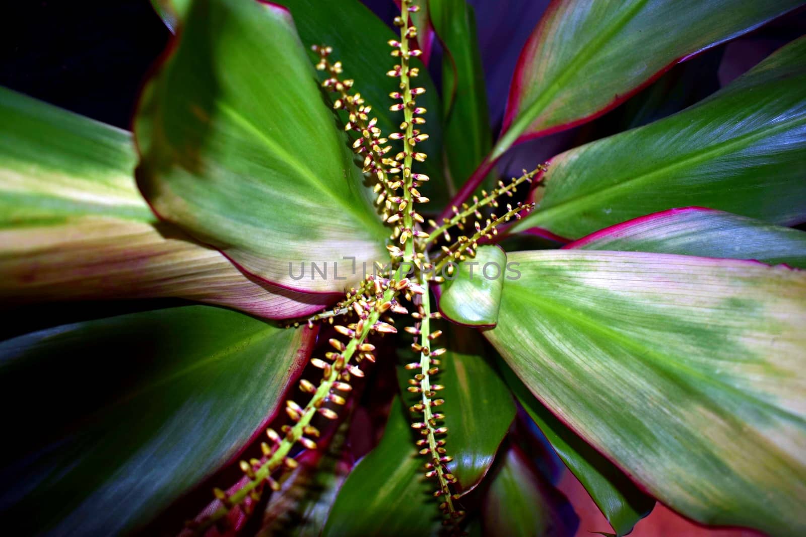 The top looking down on a house plant