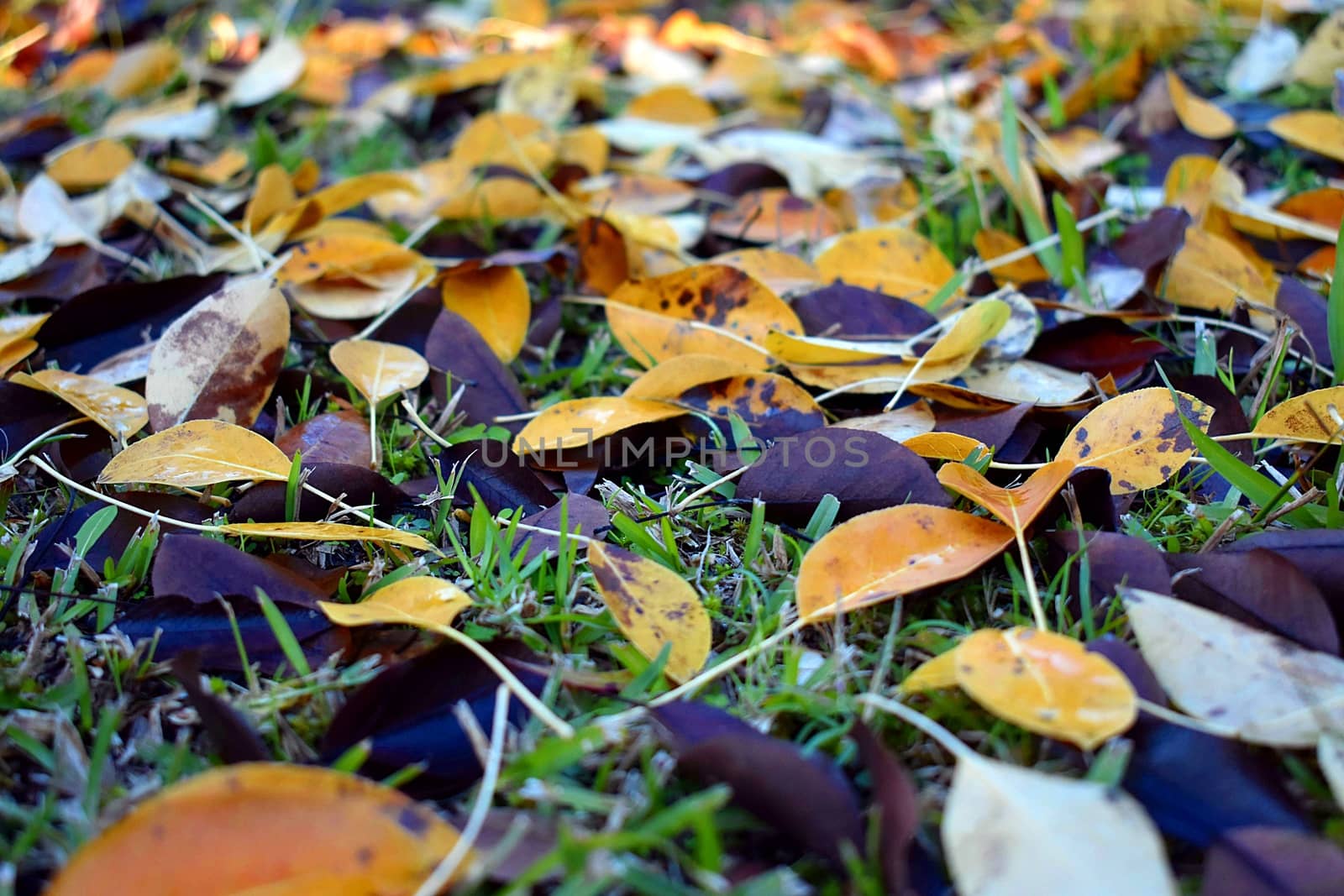 Autumn leaves fallen on the ground