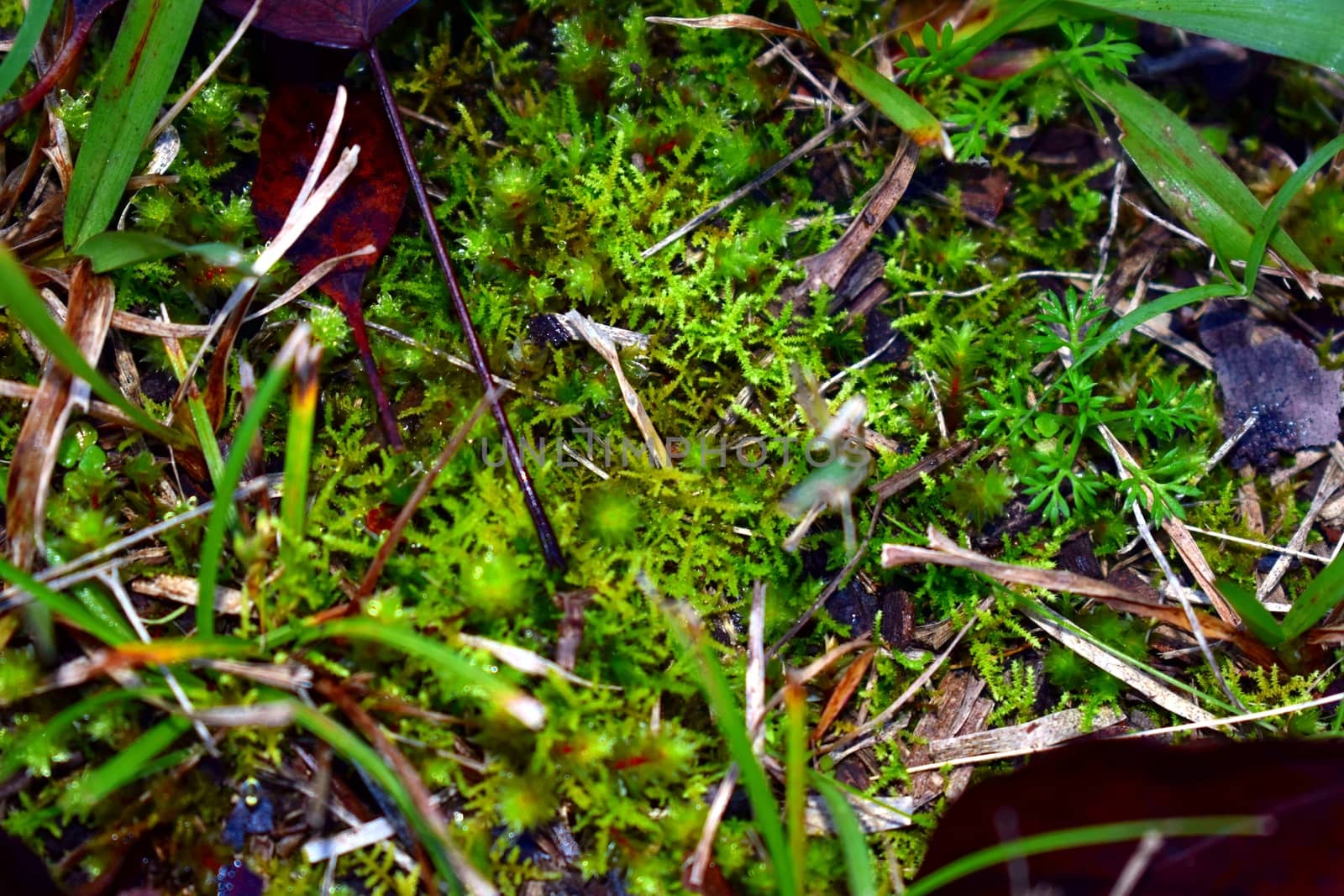 A close up of grasses growing on the ground