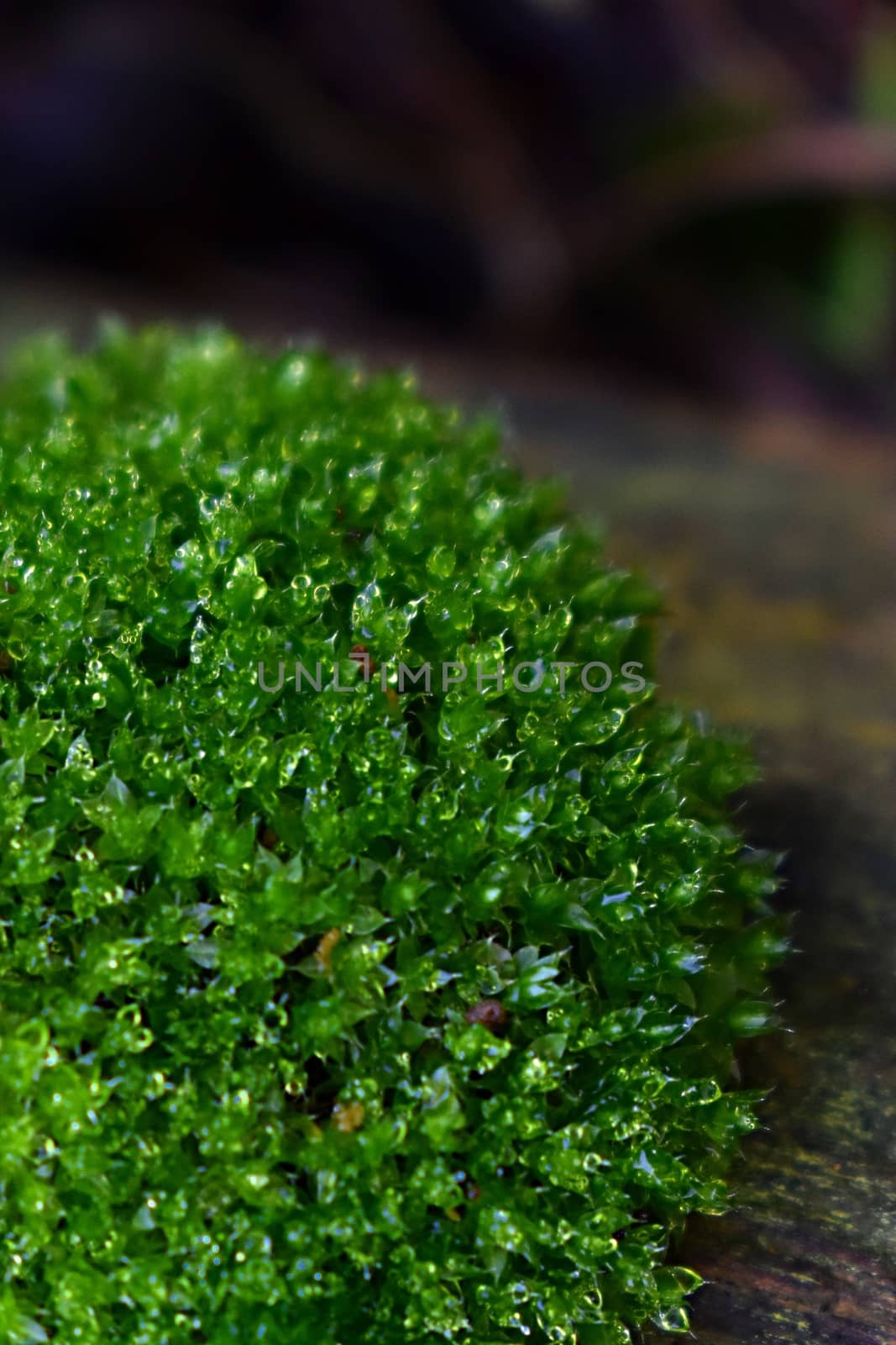 A close up of moss growing on a log