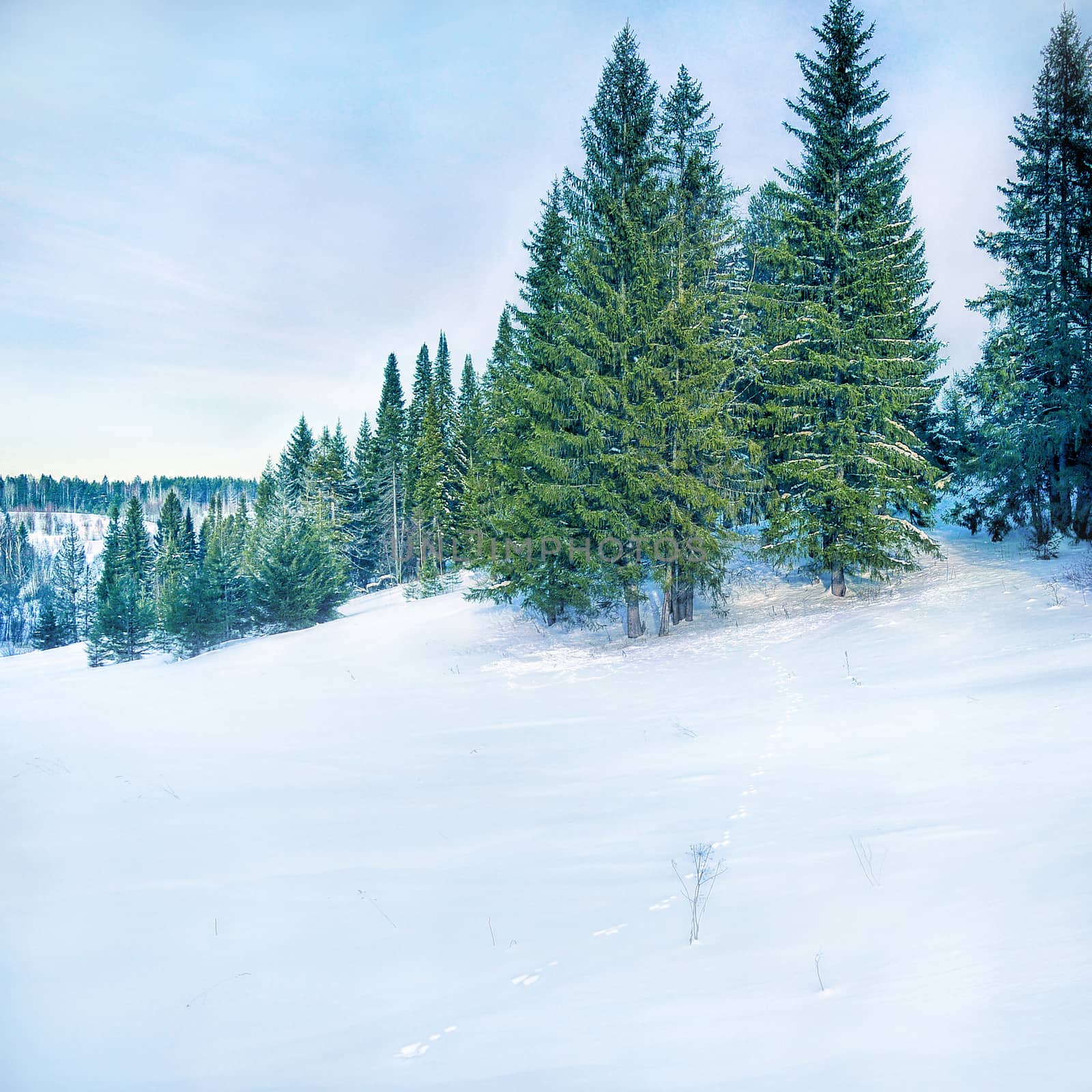 Winter landscape with fir tree, snow field and hare track. Copy space for text.