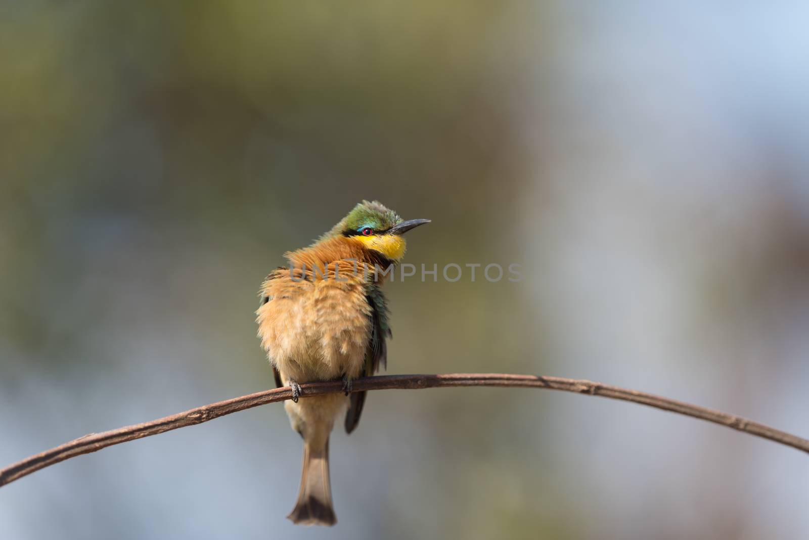 Bee eater bird perched on a branch, european bee eater